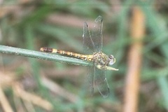 Paragomphus