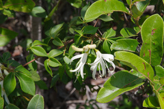 Spiranthera odoratissima