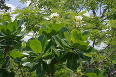 Himatanthus obovatus