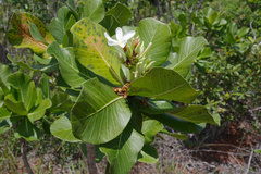 Himatanthus obovatus