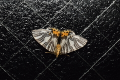 Callabraxas compositata