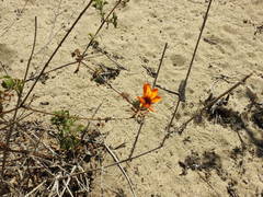 Adenophyllum speciosum