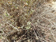 Froelichia xantusii