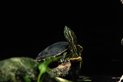 Trachemys venusta iversoni