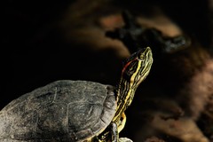 Trachemys venusta iversoni