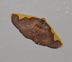 Nothomiza oxygoniodes
