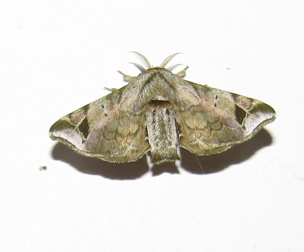 Quentalia roseilinea