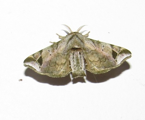 Quentalia roseilinea