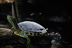 Trachemys venusta iversoni