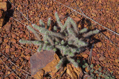 Portulaca eruca