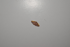 Nothomiza oxygoniodes