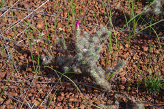 Portulaca eruca