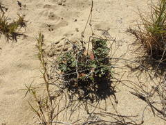Froelichia xantusii