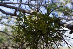 Phoradendron bolleanum densum