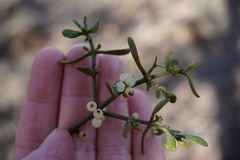 Phoradendron bolleanum densum