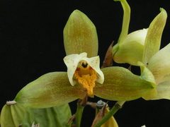 Lycaste deppei