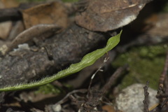 Notogrammitis ciliata