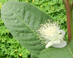 Psidium friedrichsthalianum