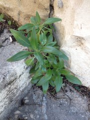 Centranthus ruber