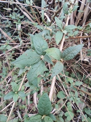 Buddleja lindleyana