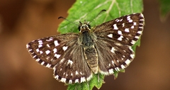 Pyrgus malvae