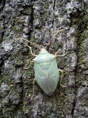 Chlorocoris rufopictus