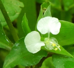 Commelina erecta erecta
