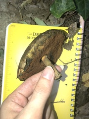 Boletus subluridellus