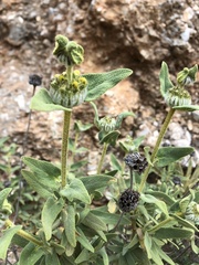 Phlomis lycia