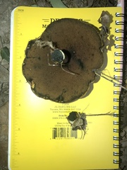 Boletus subluridellus