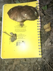 Boletus subluridellus