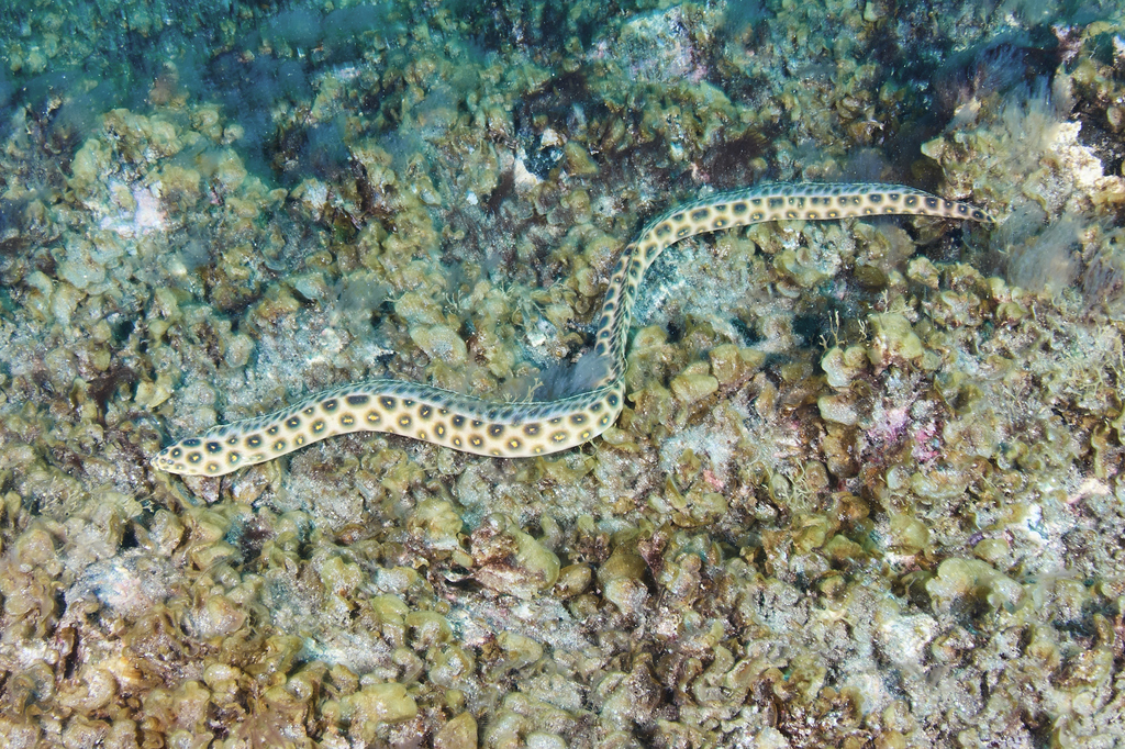 Leopard eel (Myrichthys pardalis) — Ophichthidae