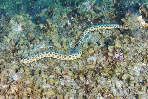 Leopard eel (Myrichthys pardalis) — Ophichthidae