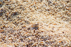 Heliastus sumichrasti