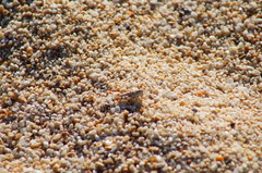 Heliastus sumichrasti