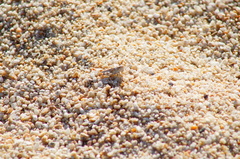 Heliastus sumichrasti