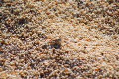 Heliastus sumichrasti