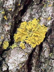 Xanthomendoza fallax
