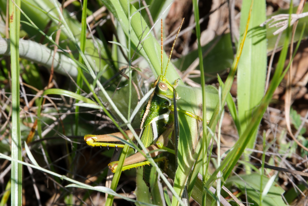 Staleochlora pulchella
