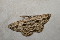 Hypomecis roboraria displicens
