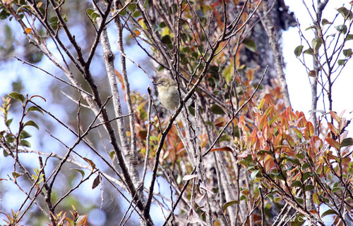 Acanthiza murina, 2009-09-11