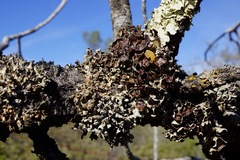 Hypogymnia gracilis