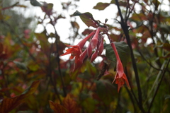 Fuchsia loxensis