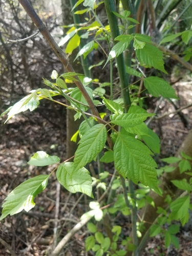 Acer negundo image