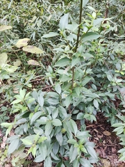 Symplocos setchuensis