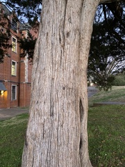 Juniperus virginiana