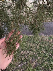 Juniperus virginiana