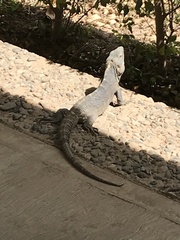 Iguanidae