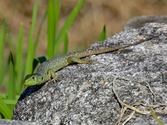 Timon lepidus lepidus