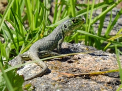 Timon lepidus lepidus